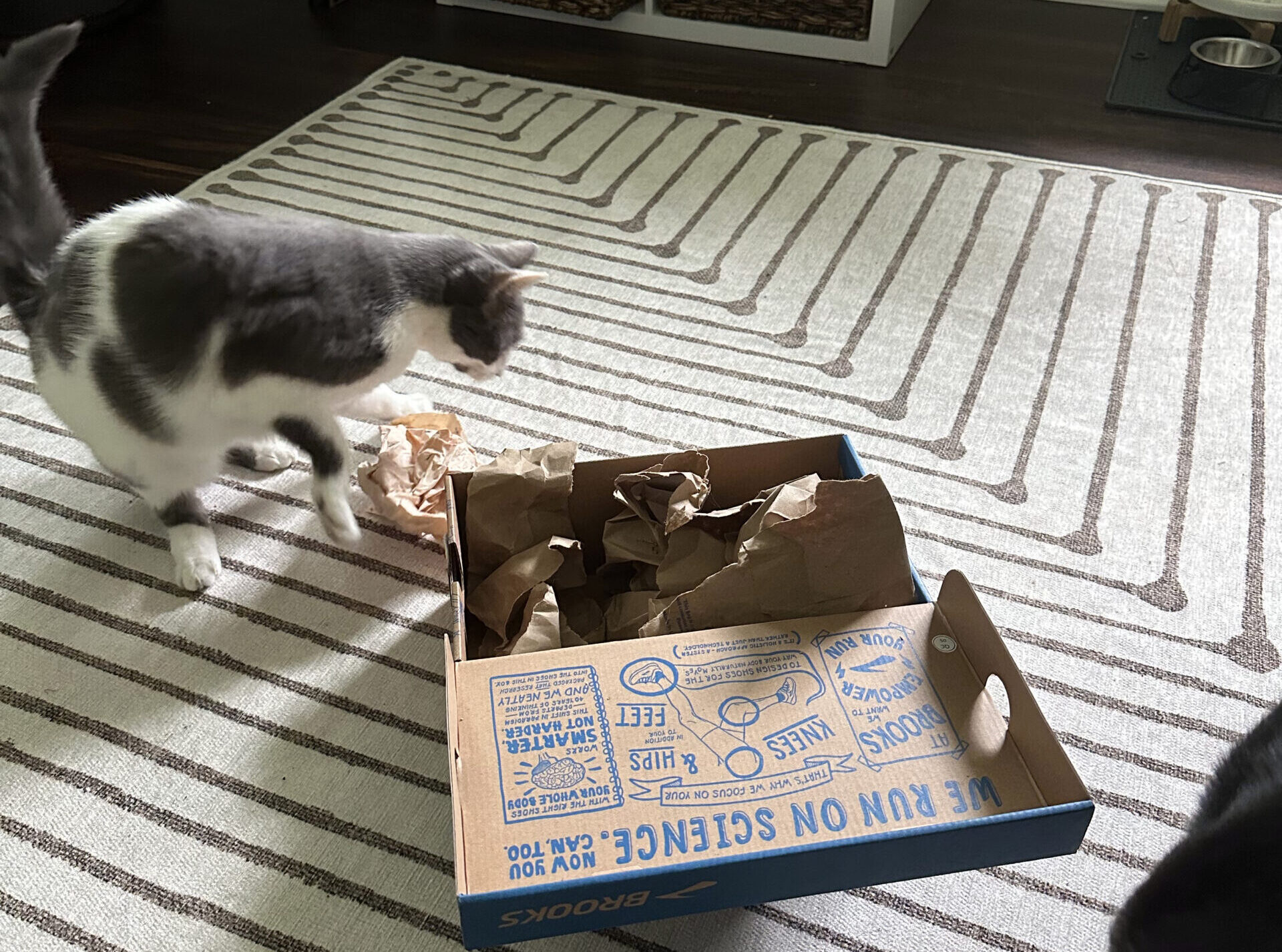 Feline Enrichment: How to Create a Forage Box