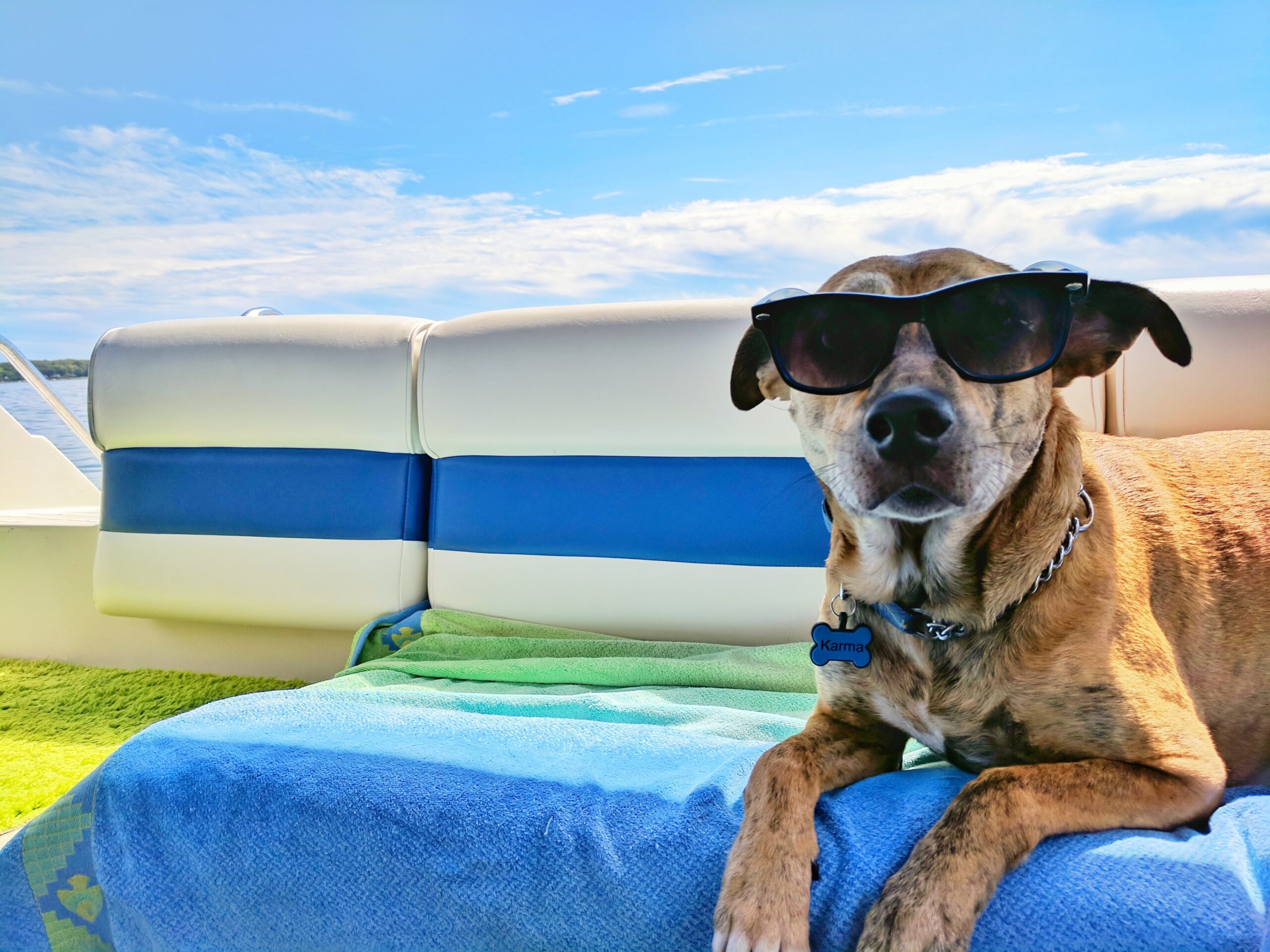 Keeping Your Pet Cool in the Summer Heat