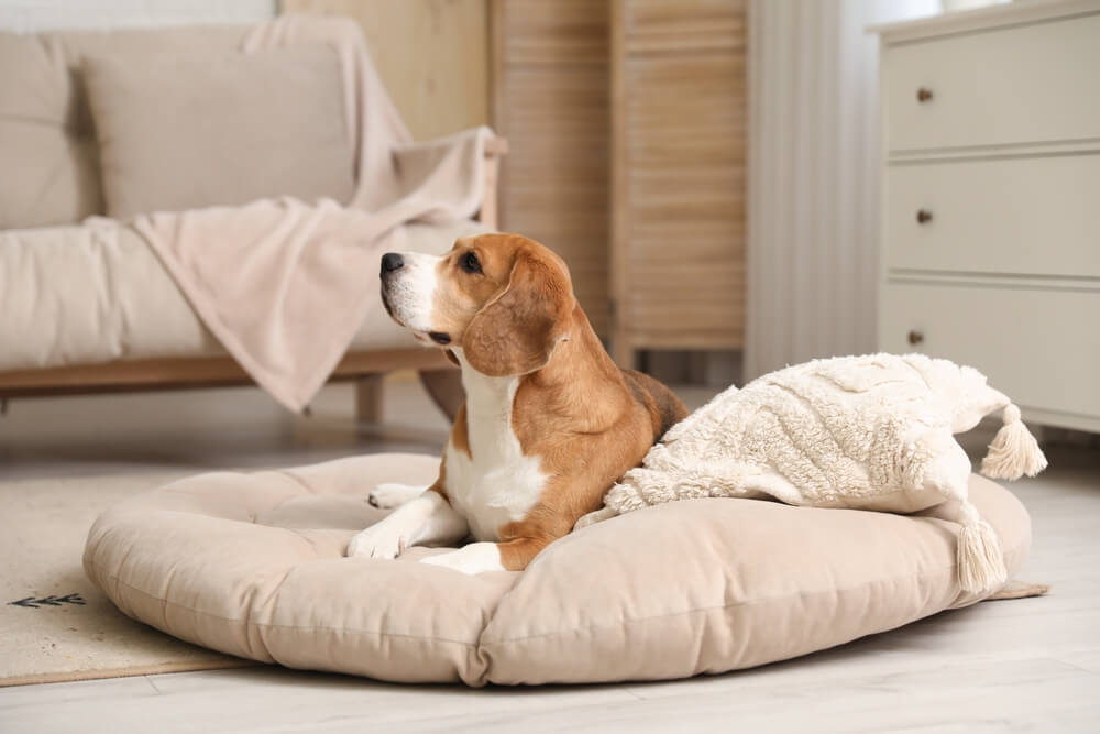 The Guilt of Leaving Your Pet, And How to Finally Feel at Peace